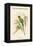 Palaeornis Rosa - Blossom-Headed Parakeet-John Gould-Framed Stretched Canvas
