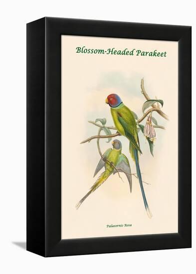 Palaeornis Rosa - Blossom-Headed Parakeet-John Gould-Framed Stretched Canvas