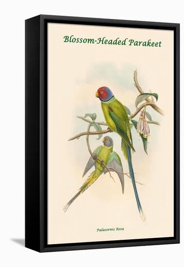 Palaeornis Rosa - Blossom-Headed Parakeet-John Gould-Framed Stretched Canvas