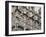 Palau Del Baro Quadras By Josep Puig Cadafalch, Barcelona, Catalonia, Spain, Europe-Richard Cummins-Framed Photographic Print