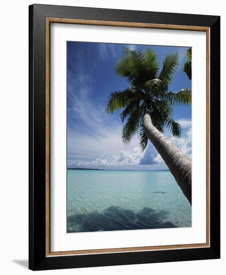 Palau, Micronesia, Palm Tree at Palau Lagoon-Stuart Westmorland-Framed Photographic Print