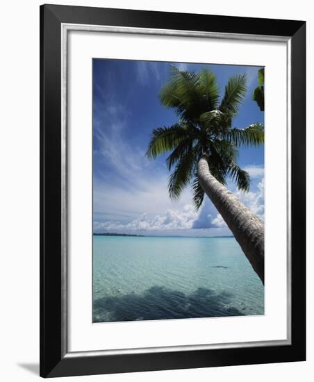 Palau, Micronesia, Palm Tree at Palau Lagoon-Stuart Westmorland-Framed Photographic Print