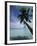 Palau, Micronesia, Palm Tree at Palau Lagoon-Stuart Westmorland-Framed Photographic Print