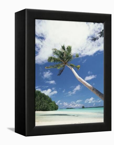 Palau, Palm Trees Along Tropical Beach-Stuart Westmorland-Framed Premier Image Canvas