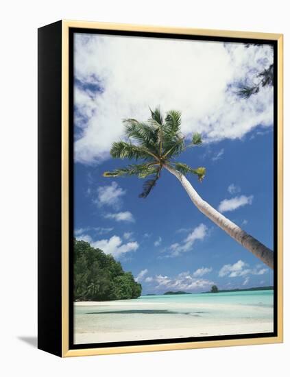 Palau, Palm Trees Along Tropical Beach-Stuart Westmorland-Framed Premier Image Canvas