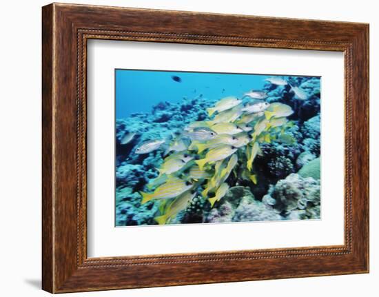 Palau, Yellowstripe Snapper, Lut Janus Kasmica-Stuart Westmorland-Framed Photographic Print