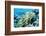 Palau, Yellowstripe Snapper, Lut Janus Kasmica-Stuart Westmorland-Framed Photographic Print