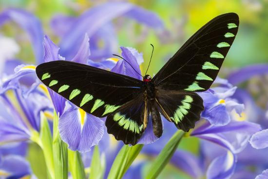 Sưu tập Bộ cánh vẩy 2 - Page 70 Palawan-birdwing-or-triangle-birdwing-butterfly-trogonoptera-trojana_u-l-pyqqfc0