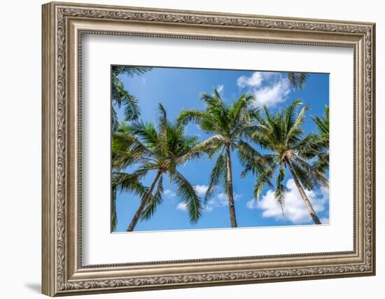 Palawan Palm Trees I-Richard Silver-Framed Photographic Print