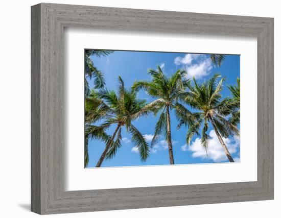 Palawan Palm Trees I-Richard Silver-Framed Photographic Print