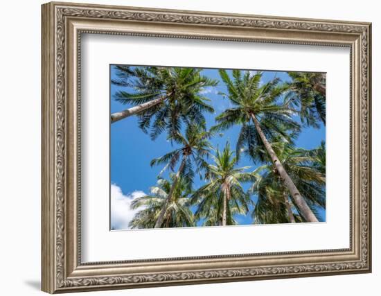 Palawan Palm Trees II-Richard Silver-Framed Photographic Print