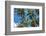 Palawan Palm Trees II-Richard Silver-Framed Photographic Print