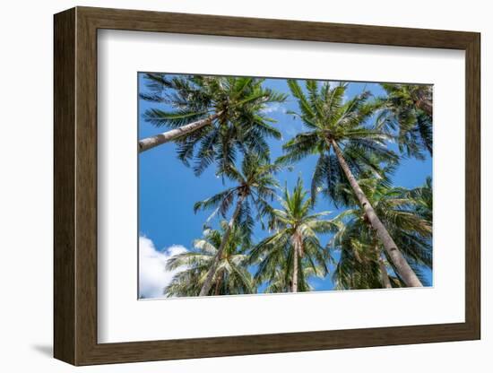 Palawan Palm Trees II-Richard Silver-Framed Photographic Print