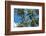 Palawan Palm Trees II-Richard Silver-Framed Photographic Print