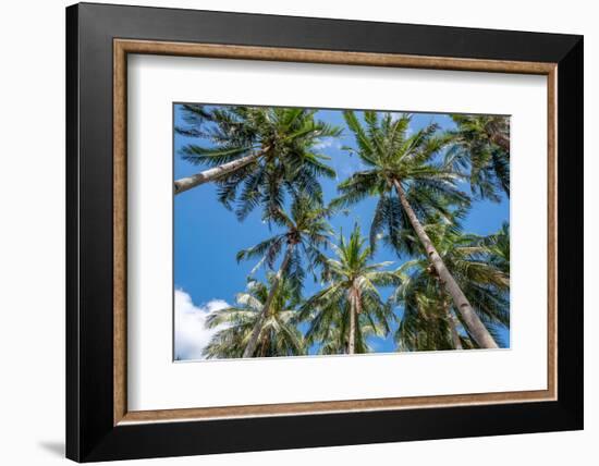 Palawan Palm Trees II-Richard Silver-Framed Photographic Print