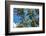 Palawan Palm Trees II-Richard Silver-Framed Photographic Print