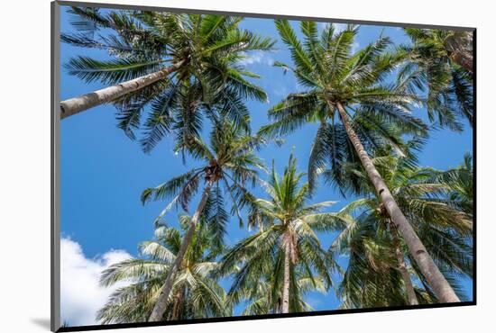 Palawan Palm Trees II-Richard Silver-Mounted Photographic Print