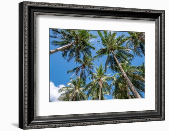 Palawan Palm Trees II-Richard Silver-Framed Photographic Print