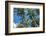Palawan Palm Trees II-Richard Silver-Framed Photographic Print