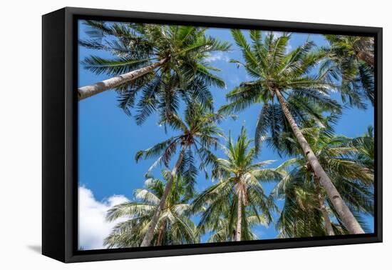 Palawan Palm Trees II-Richard Silver-Framed Premier Image Canvas