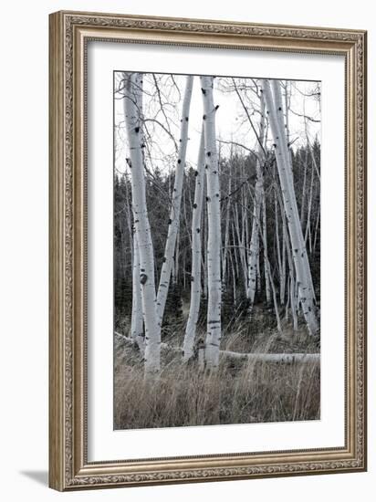 Pale Bark I-Danny Head-Framed Photographic Print