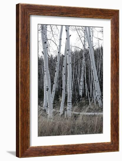 Pale Bark I-Danny Head-Framed Photographic Print