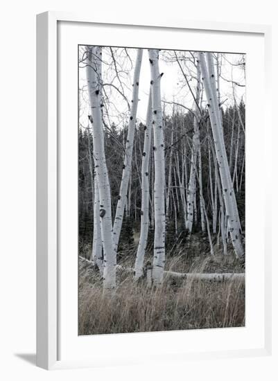 Pale Bark I-Danny Head-Framed Photographic Print