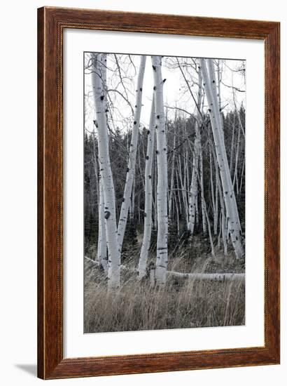 Pale Bark I-Danny Head-Framed Photographic Print