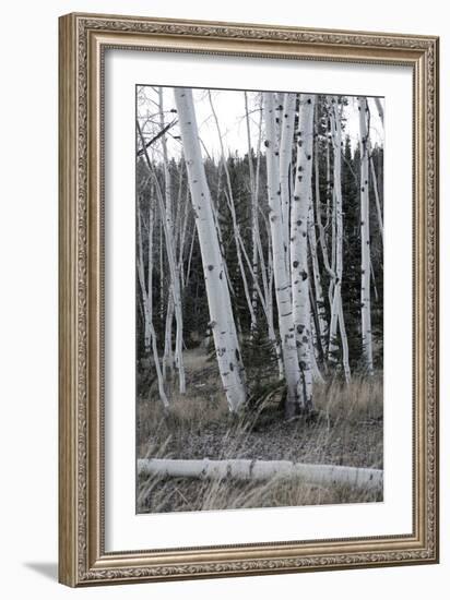 Pale Bark II-Danny Head-Framed Photographic Print