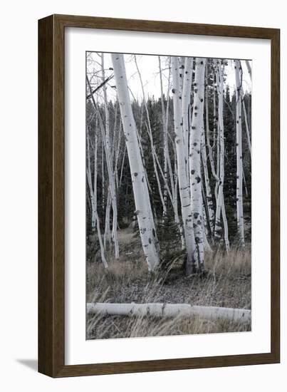 Pale Bark II-Danny Head-Framed Photographic Print