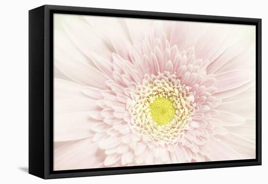 Pale beauty-Heidi Westum-Framed Premier Image Canvas