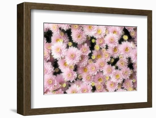 Pale blooming-Heidi Westum-Framed Photographic Print