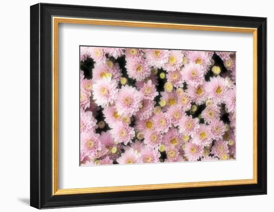 Pale blooming-Heidi Westum-Framed Photographic Print