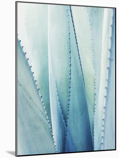 Pale Blue Agave No. 1-Lupen Grainne-Mounted Photographic Print