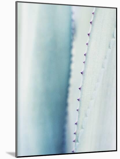 Pale Blue Agave No. 2-Lupen Grainne-Mounted Photographic Print