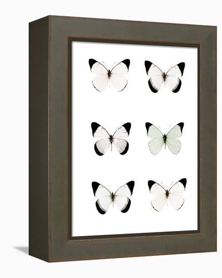 Pale Butterflies 6-Tracey Telik-Framed Premier Image Canvas