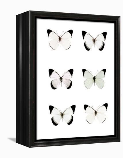 Pale Butterflies 6-Tracey Telik-Framed Premier Image Canvas