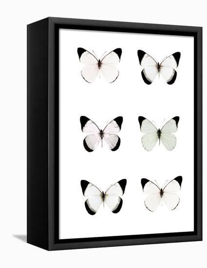 Pale Butterflies 6-Tracey Telik-Framed Premier Image Canvas