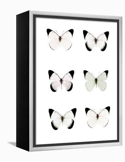 Pale Butterflies 6-Tracey Telik-Framed Premier Image Canvas