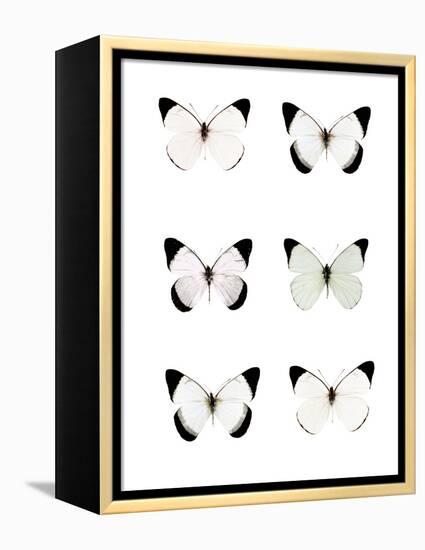 Pale Butterflies 6-Tracey Telik-Framed Premier Image Canvas