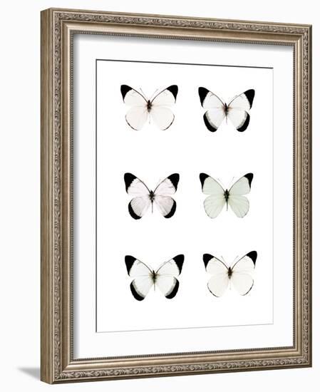 Pale Butterflies 6-Tracey Telik-Framed Photographic Print