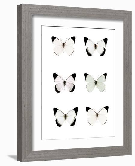 Pale Butterflies 6-Tracey Telik-Framed Photographic Print