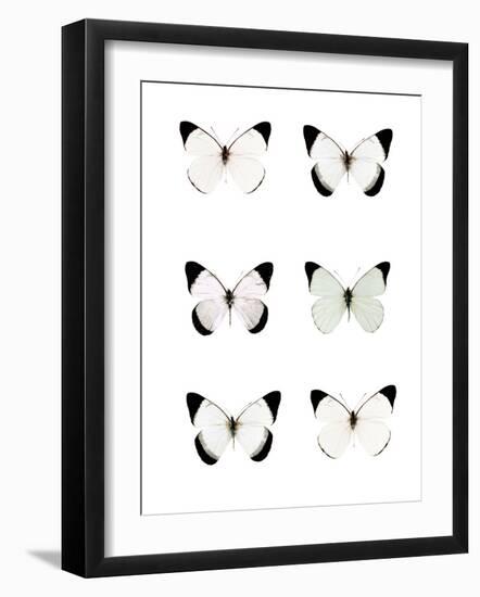 Pale Butterflies 6-Tracey Telik-Framed Photographic Print