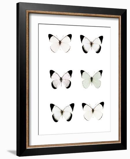 Pale Butterflies 6-Tracey Telik-Framed Photographic Print