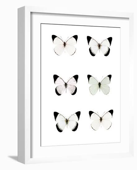 Pale Butterflies 6-Tracey Telik-Framed Photographic Print