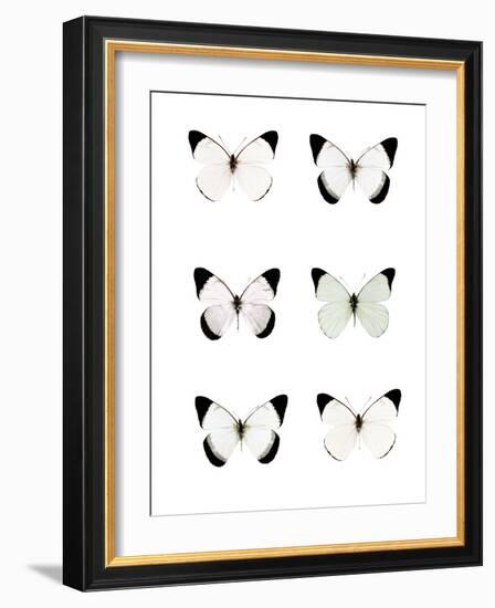 Pale Butterflies 6-Tracey Telik-Framed Photographic Print