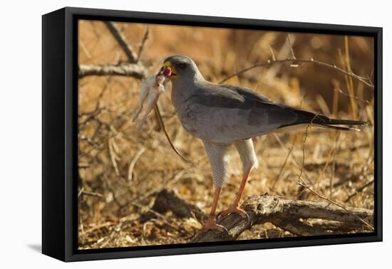 Pale Chanting Goshawk Eating Rodent-Mary Ann McDonald-Framed Premier Image Canvas