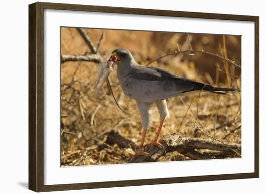 Pale Chanting Goshawk Eating Rodent-Mary Ann McDonald-Framed Photographic Print