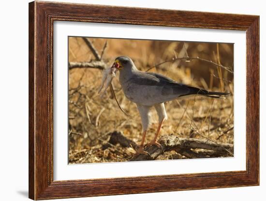 Pale Chanting Goshawk Eating Rodent-Mary Ann McDonald-Framed Photographic Print