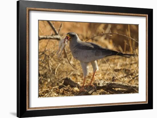 Pale Chanting Goshawk Eating Rodent-Mary Ann McDonald-Framed Photographic Print